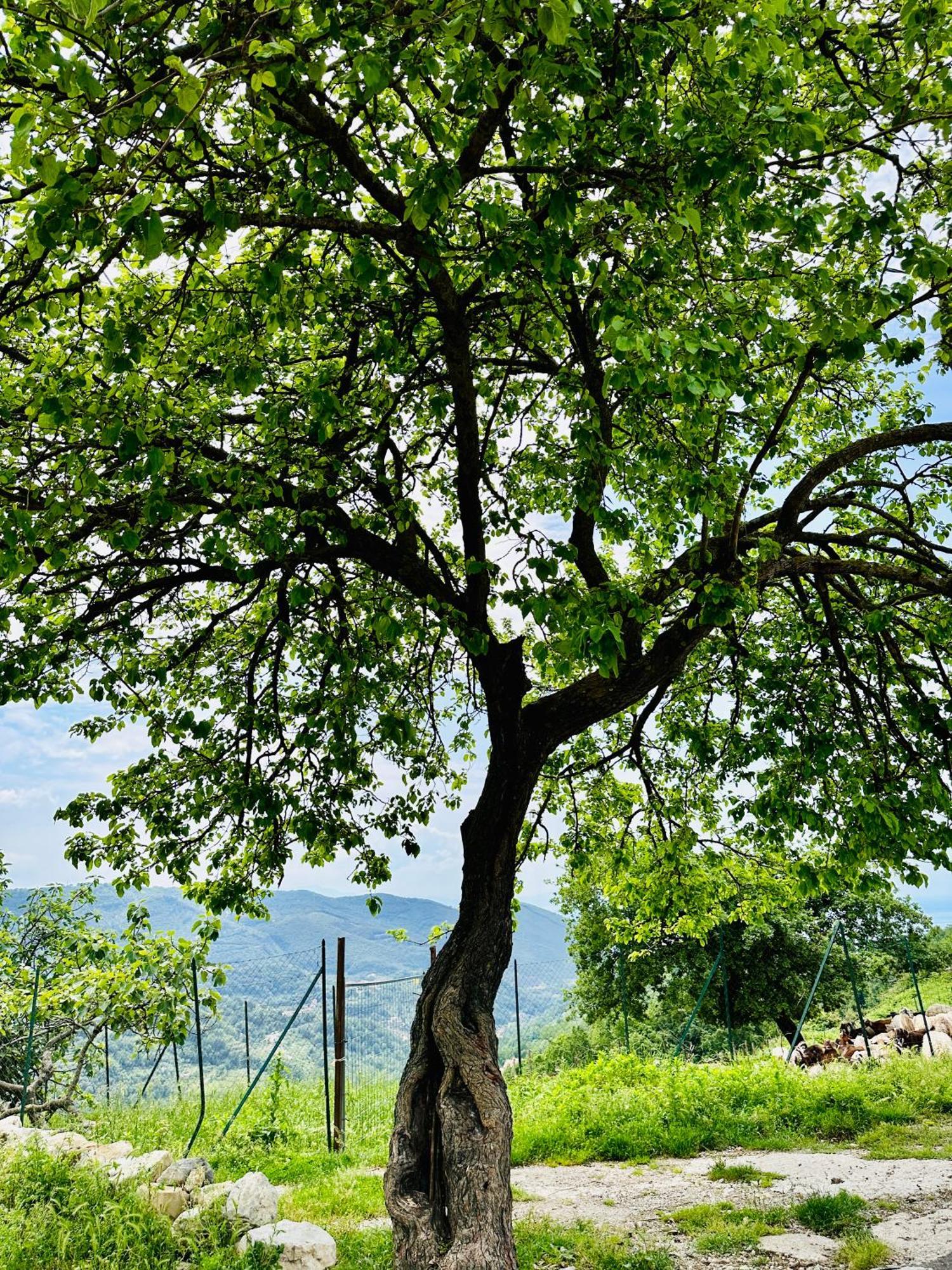 La Riggiola Bed & Breakfast Salerno Bagian luar foto